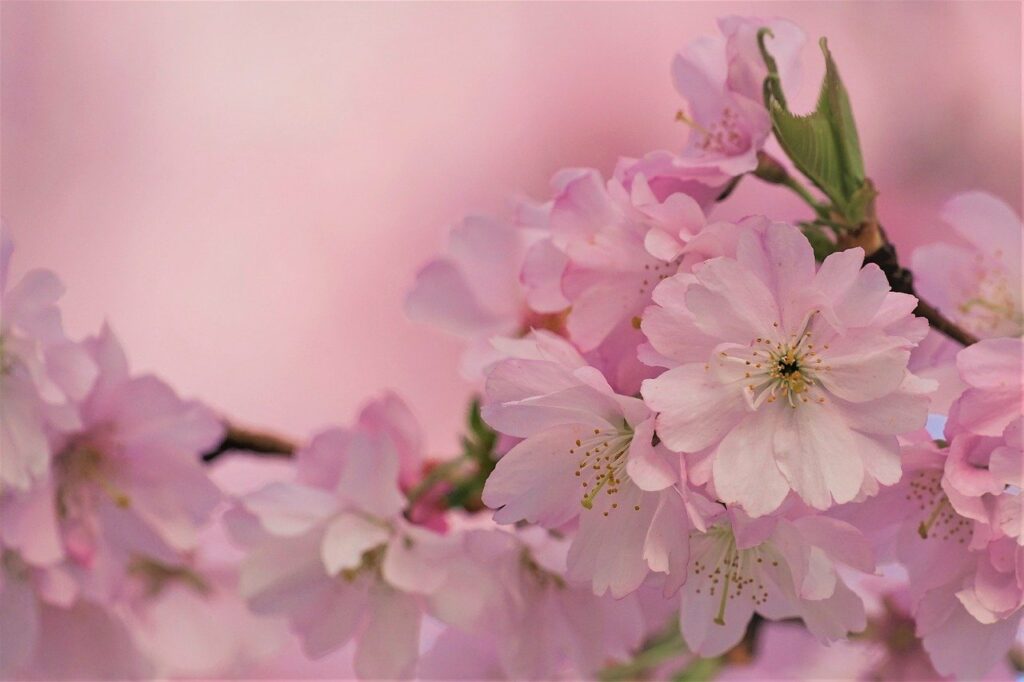 cherry blossom, sakura, petals